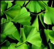 Ginkgo Biloba Extract